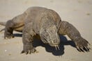 Είδος «υπό εξαφάνιση» ο δράκος του Κόμοντο - Εξαιτίας της ανόδου της στάθμης των θαλασσών 