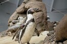 Όρεγκον: Πέθανε ο γηραιότερος πιγκουίνος «ίσως όλου του κόσμου» - Ήταν 31 ετών 