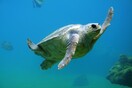 Νεκρή χελώνα καρέτα - καρέτα στη Σαλαμίνα
