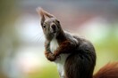 Οι σκίουροι έχουν ανθρώπινα χαρακτηριστικά, σύμφωνα με έρευνα