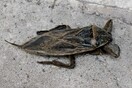 Λιθόκερος: Το υπερμεγέθες δηλητηριώδες έντομο που «αναστάτωσε» τη Λάρισα