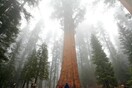 World’s largest tree wrapped in fire-resistant blanket as California blaze creeps closer