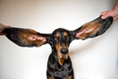 Αυτός ο σκύλος μόλις κατέρριψε το ρεκόρ Γκίνες για τα μεγαλύτερα αυτιά