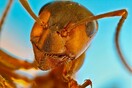Ο αόρατος μικρόκοσμος σε ανθρώπινη κλίμακα: Οι νικητές του διαγωνισμού μικροφωτογραφίας της Nikon