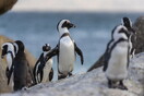 Μέλισσες σκότωσαν 63 πιγκουίνους που απειλούνται με εξαφάνιση