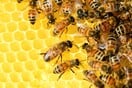 Αυστραλία: Οι φωτιές του 2019 και του 20202 απειλούν 11 είδη μελισσών με εξαφάνιση