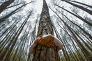 Ένας άνδρας αγκαλιά μ’ ένα δέντρο στο Άλσος Παγκρατίου 