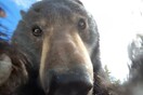 Hunter Finds Lost GoPro Camera Full of Footage Shot by a Curious Bear