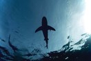 Βίντεο: Καρχαρίας κολυμπάει δίπλα από βάρκα στα ανοιχτά της Λάρνακας