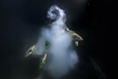 Φωτογράφος Άγριας Φύσης της χρονιάς ο Λοράν Μπαλεστά - Για τη φωτογραφία του με το «εκρηκτικό σεξ» ψαριών 