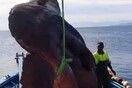 Ισπανία: Τεράστιο ψάρι δύο τόνων πιάστηκε στα ανοιχτά της Θέουτα (BINTEO)