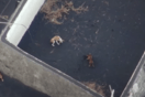 Λα Πάλμα: Επιχείρηση με drone για τη διάσωση σκύλων που έχουν εγκλωβιστεί κοντά στο ηφαίστειο
