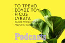 Πώς ο ficus lyrata έφτασε από το Καμερούν στo σπίτι μας;