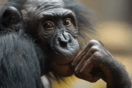 Μεγάλοι πίθηκοι: Πόσο έξυπνοι είναι οι πιο κοντινοί μας συγγενείς;