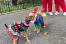Σκυλακια ντυμένα για Χάλογουιν