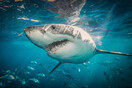 Γιατί οι λευκοί καρχαρίες «τρώνε» ανθρώπους;