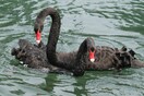 black swans