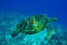 Εκατοντάδες θαλάσσιες χελώνες ξεβράστηκαν νεκρές στο Μεξικό 