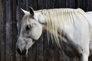Ασπρόπυργος: Ομόφωνα ένοχος ο ιδιοκτήτης του χώρου με τα κακοποιημένα άλογα