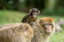 Κούβα: Τα ζώα εκμεταλλεύτηκαν την καραντίνα και εκτοξεύτηκαν οι γεννήσεις στον Εθνικό Ζωολογικό Κήπο