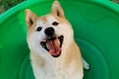 Deng Deng, the abandoned Shiba Inu, sells for $25k at auction in China