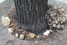 Η Θεσσαλονίκη γέμισε μανιτάρια: Φυτρώνουν σε δέντρα στο κέντρο της πόλης 