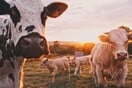 Αγελάδες, χωράφια και λιπάσματα: Γιατί και πώς η Κλιματική Αλλαγή περνά από το στομάχι