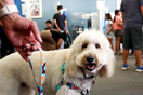Ollie: Ο σκύλος που κάνει τον εμβολιασμό πιο εύκολο για τα παιδιά