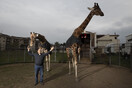 Γαλλία: Η Βουλή απαγόρευσε τη χρήση άγριων ζώων σε τσίρκο