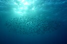 Εκστρατεία ματαίωσης έρευνας για πετρέλαιο σε νερά αναπαραγωγής φαλαινών - Προσφυγή εξπρές κατά της Shell 