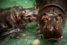 Βέλγιο: Δύο κρυολογημένοι ιπποπόταμοι βρέθηκαν θετικοί στον νέο κορωνοϊό - Για πρώτη φορά στον κόσμο