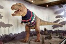 T.rex gets Christmas jumper at Natural History Museum in London