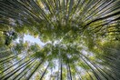 Τα τροπικά δάση μπορούν να αναγεννηθούν σε μόλις 20 χρόνια χωρίς ανθρώπινη παρέμβαση