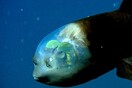 Σπάνια πλάνα από το ψάρι με το διάφανο κεφάλι και τα φωσφοριζέ πράσινα μάτια