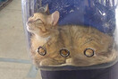 Γάτα σε διάφανο σακίδιο