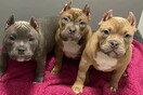 Ακρωτηριασμός σκύλων: Νέα μόδα στα social media θέλει κουτάβια με κομμένα ​αυτιά