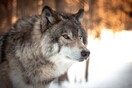 Οι λύκοι στην Ελβετία πλησιάζουν υπερβολικά τους ανθρώπους και τους προκαλούν ανησυχία