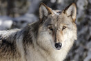 Αγέλη εννέα λύκων ξέφυγε από ζωολογικό κήπο στη Γαλλία