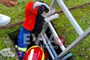 Εύβοια: Εθελοντές πυροσβέστες έδωσαν δύο κουτάβια που έπεσαν σε βόθρο
