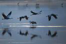 Ισραήλ: Πάνω από 2.000 γερανοί νεκροί από τη γρίπη των πτηνών - «Πρωτοφανής αριθμός»