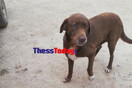 Νάουσα: Δηλητηρίασαν τον τυφλό σκύλο που περπάτησε 10 χλμ για επιστρέψει σπίτι του