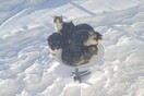 Γιατί φωλιάζουν γάτες στους δορυφόρους Starlink του Έλον Μασκ;