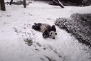 Πάντα στον ζωολογικό κήπο της Ουάσιγκτον απόλαυσαν το πρώτο χιόνι της χρονιάς