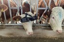 Αγρότης φόρεσε γυαλιά VR στις αγελάδες για να νομίζουν ότι βόσκουν στην ύπαιθρο
