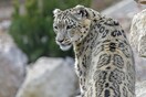 Snow leopard at Illinois zoo dies after contracting Covid-19