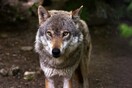 Λύκος επιτέθηκε και άρπαξε σκύλο οικογένειας στην Πάρνηθα 