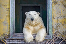 Πολική αρκούδα σε παράθυρο