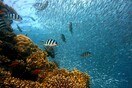 Μια «αποικία» 60 εκατομμυρίων ψαριών ανακαλύφθηκε στην Ανταρκτική - Έχει το μέγεθος της Μάλτας