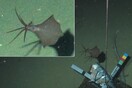 Εντοπίστηκε καλαμάρι που ζει 6.200 μέτρα κάτω από την επιφάνεια της θάλασσας