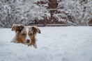 Ρωσία: 10χρονη επέζησε σε χιονοθύελλα αγκαλιάζοντας αδέσποτο σκύλο 